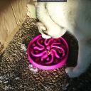 A bowl that slows down cat / food - purple