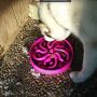 A bowl that slows down cat / food - purple