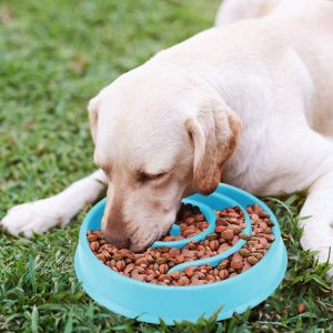 Bowl to slow down dog / cat food - blue