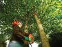 Chain saw for branches 800W BLACK + DECKER