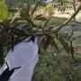Fruit harvester