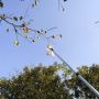 Fruit harvester
