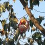Fruit picker with a boom