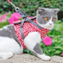 Harness for a cat / dog - Red, size S
