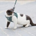 Harness with a leash for a cat / dog - Blue color, size S