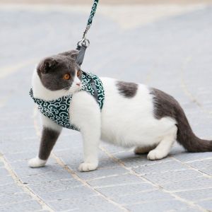 Harness with a leash for a cat / dog - Blue color, size S