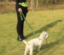 Leash with a hip belt for running with a dog - blue-yellow