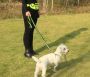 Leash with a hip belt for running with a dog - yellow