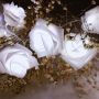 LED rose garland / decorative lights - white