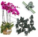 Orchid clips - 50 pcs.