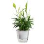 Self-watering pot for flowers and plants - medium