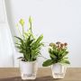 Self-watering pot for flowers and plants - medium