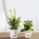 Self-watering pot for flowers and plants - small