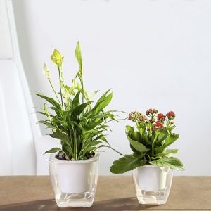 Self-watering pot for flowers and plants - small