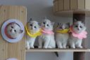 Soft sat treatment collar - pink, size M