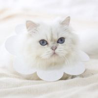 Soft sat treatment collar - white, size L