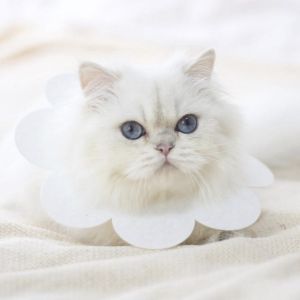 Soft sat treatment collar - white, size L