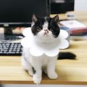 Soft sat treatment collar - white, Size S