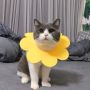 Soft sat treatment collar - yellow, size XS